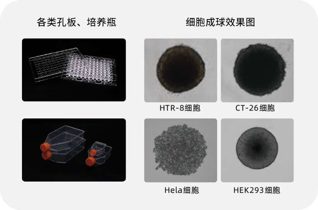 细胞成球效果图