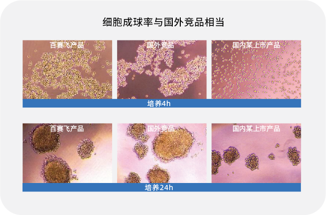 细胞成球率与国外竞品相当